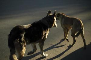 vagante cane su strada. abbandonato animale domestico. cane nel città. foto