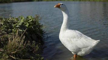 oche su stagno. pollame nel campagna. bianca piume. animale su lago. foto