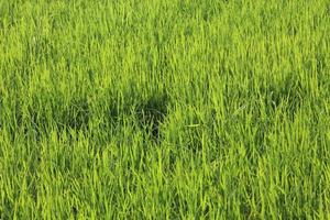 verde riso i campi nel Tailandia foto