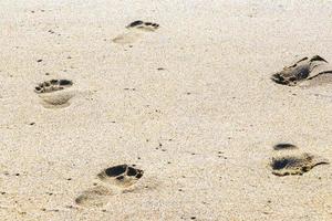 orma impronte su il spiaggia sabbia di il acqua Messico. foto
