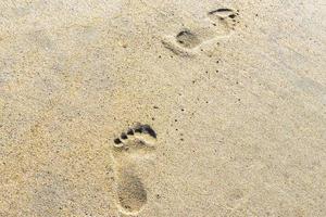 orma impronte su il spiaggia sabbia di il acqua Messico. foto