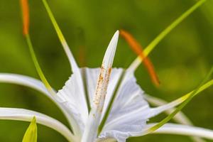 imenocallis caribea caraibico giglio ragno unico bianca fiore nel Messico. foto