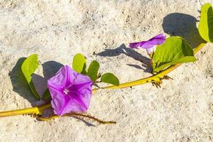 rosa viola mattina gloria capre piede strisciante spiaggia fiore Messico. foto