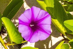 rosa viola mattina gloria capre piede strisciante spiaggia fiore Messico. foto