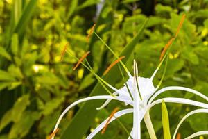 imenocallis caribea caraibico giglio ragno unico bianca fiore nel Messico. foto