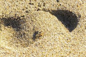 minuscolo sabbia Granchio spiaggia Granchio trascina mangia volare ape insetto. foto