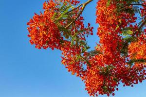 bellissimo albero di fiamma tropicale fiori rossi sgargianti delonix regia messico. foto