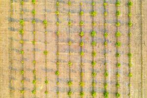 aereo fotografia, superiore Visualizza di giovane verde alberi righe. agricolo campi, coltivato terra. foto