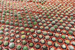 vari tipi bellissimo mercato di cactus o fattoria di cactus - vaso di cactus in miniatura decorare nel giardino foto