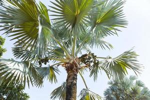 palma frutta su piantagione palma albero tropicale estate con verde foglia decorare giardino foto