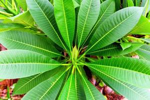 tropicale impianti con verde foglia natura modello - frangipani plumeria fiore albero foto