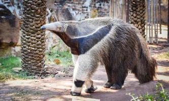 gigante formichiere a piedi nel il azienda agricola natura santuario foto