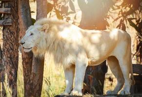 bianca Leone in piedi safari nel il nazionale parco re di il selvaggio foto