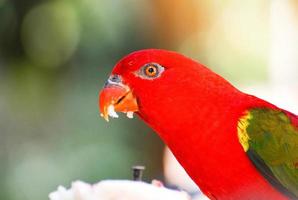 chiacchiere lory pappagallo in piedi su ramo albero nuture verde sfondo foto