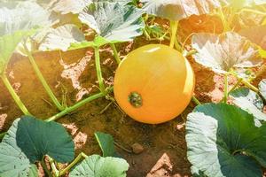 giallo zucca pianta albero in crescita su vite su biologico verdura giardino foto