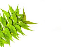 azadirachta indica neem le foglie isolato su bianca sfondo foto