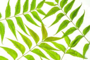 azadirachta indica neem le foglie isolato su bianca sfondo foto