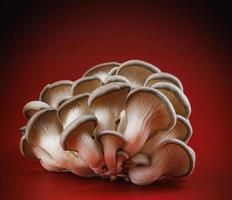 ostrica funghi su un' buio rosso sfondo. molto bellissimo funghi. foto