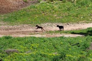 foresta nazione strada nel settentrionale Israele. foto