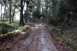 foresta nazione strada nel settentrionale Israele. foto