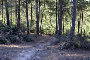 foresta nazione strada nel settentrionale Israele. foto