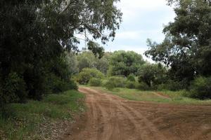 foresta nazione strada nel settentrionale Israele. foto