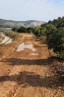 foresta nazione strada nel settentrionale Israele. foto