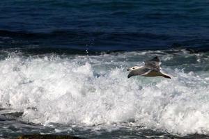 gabbiano su il mediterraneo mare foto