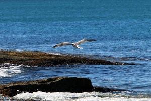 gabbiano su il mediterraneo mare foto