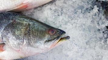 vicino su fresco asiatico spigola, gigante pesce persico, barramundi o argento perca pesce congelamento su ghiaccio con copia spazio a frutti di mare mercato o supermercato. scientifico nome di pesce è in ritardo calcarifero. foto