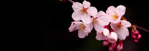 vero rosa sakura fiori o ciliegia fiorire avvicinamento. foto