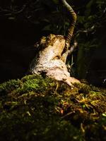 Bonsai impianti nel pentole con muschio suolo, Basso angolo sparare foto