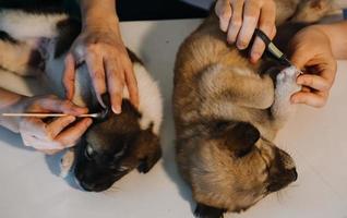 controllo il respiro. maschio veterinario nel opera uniforme ascoltando per il respiro di un' piccolo cane con un' fonendoscopio nel veterinario clinica. animale domestico cura concetto foto