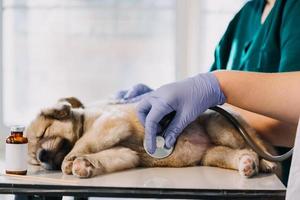 controllo il respiro. maschio veterinario nel opera uniforme ascoltando per il respiro di un' piccolo cane con un' fonendoscopio nel veterinario clinica. animale domestico cura concetto foto