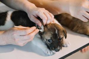 controllo il respiro. maschio veterinario nel opera uniforme ascoltando per il respiro di un' piccolo cane con un' fonendoscopio nel veterinario clinica. animale domestico cura concetto foto