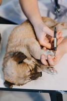 controllo il respiro. maschio veterinario nel opera uniforme ascoltando per il respiro di un' piccolo cane con un' fonendoscopio nel veterinario clinica. animale domestico cura concetto foto