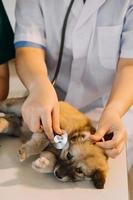 controllo il respiro. maschio veterinario nel opera uniforme ascoltando per il respiro di un' piccolo cane con un' fonendoscopio nel veterinario clinica. animale domestico cura concetto foto