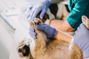 controllo il respiro. maschio veterinario nel opera uniforme ascoltando per il respiro di un' piccolo cane con un' fonendoscopio nel veterinario clinica. animale domestico cura concetto foto