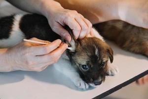 controllo il respiro. maschio veterinario nel opera uniforme ascoltando per il respiro di un' piccolo cane con un' fonendoscopio nel veterinario clinica. animale domestico cura concetto foto