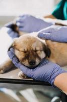 controllo il respiro. maschio veterinario nel opera uniforme ascoltando per il respiro di un' piccolo cane con un' fonendoscopio nel veterinario clinica. animale domestico cura concetto foto