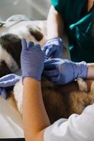 controllo il respiro. maschio veterinario nel opera uniforme ascoltando per il respiro di un' piccolo cane con un' fonendoscopio nel veterinario clinica. animale domestico cura concetto foto