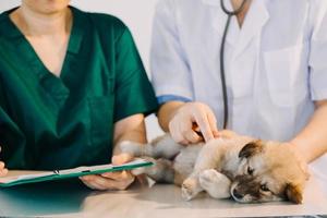 controllo il respiro. maschio veterinario nel opera uniforme ascoltando per il respiro di un' piccolo cane con un' fonendoscopio nel veterinario clinica. animale domestico cura concetto foto