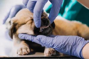 controllo il respiro. maschio veterinario nel opera uniforme ascoltando per il respiro di un' piccolo cane con un' fonendoscopio nel veterinario clinica. animale domestico cura concetto foto