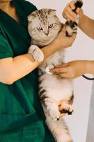 controllo il respiro. maschio veterinario nel opera uniforme ascoltando per il respiro di un' piccolo cane con un' fonendoscopio nel veterinario clinica. animale domestico cura concetto foto