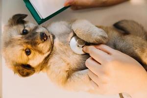 controllo il respiro. maschio veterinario nel opera uniforme ascoltando per il respiro di un' piccolo cane con un' fonendoscopio nel veterinario clinica. animale domestico cura concetto foto