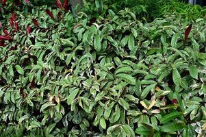verde arbusto siepe, fresco verde le foglie per struttura sfondo foto