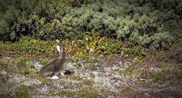 selvaggio lepre nel il montagne di il kamchatka penisola nel il renna muschio e cedro cespugli foto