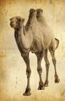 vecchio foto cammello isolato