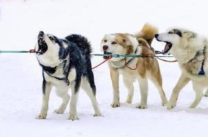 la slitta usata sul nulla uomo del ghiacciaio per le slitte trainate da cani foto