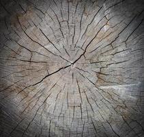 legna struttura di tagliare albero tronco, avvicinamento foto